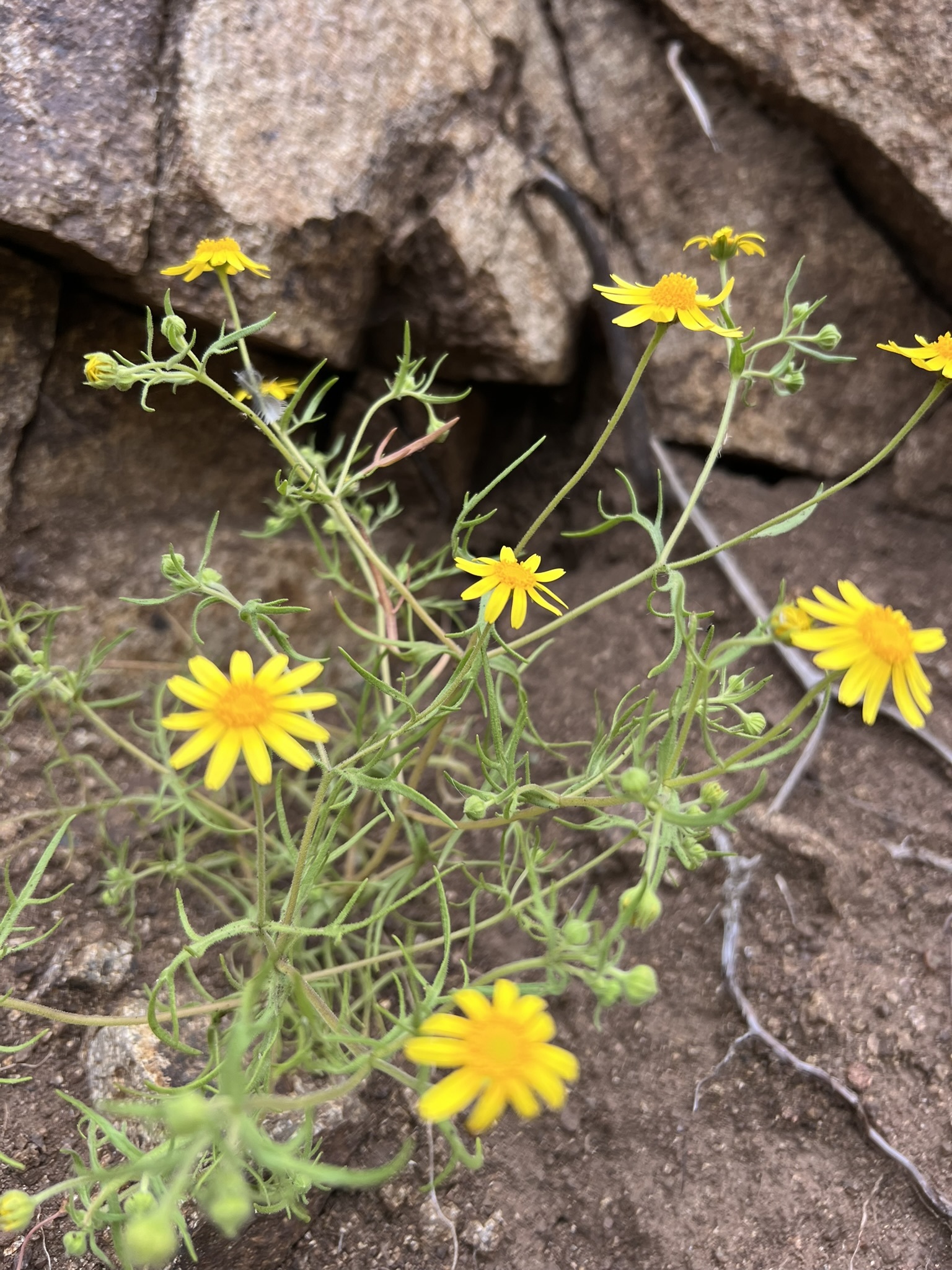 Lasthenia coronaria