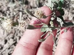 Porophyllum punctatum