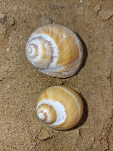 Polinices bifasciatus, 2024-03-28