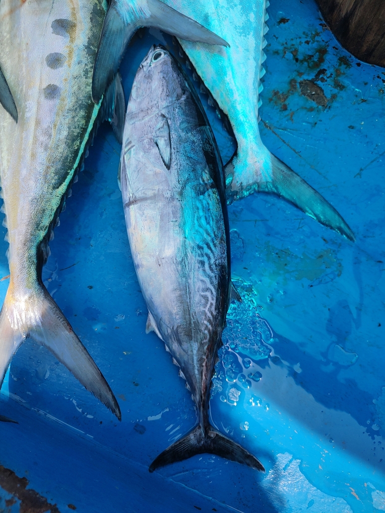 Frigate mackerel