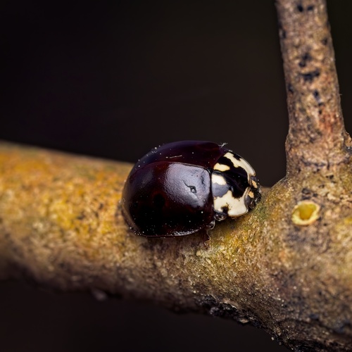 Fifteen-spotted Lady Beetle photo 6