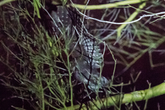Micrathene whitneyi