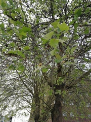 Platanus