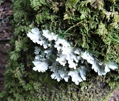 Pseudocyphellaria multifida