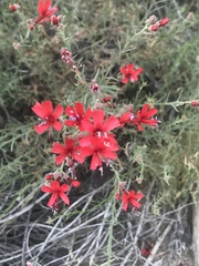 Ipomopsis tenuifolia