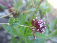 Trifolium gracilentum