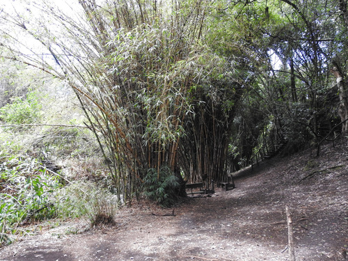 Bambusa image