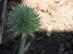 Trifolium microcephalum