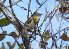 Apalis flavida