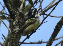 Pogoniulus bilineatus