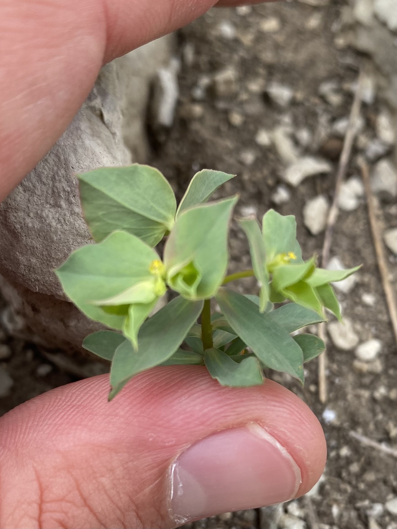 Euphorbia aulacosperma 2
