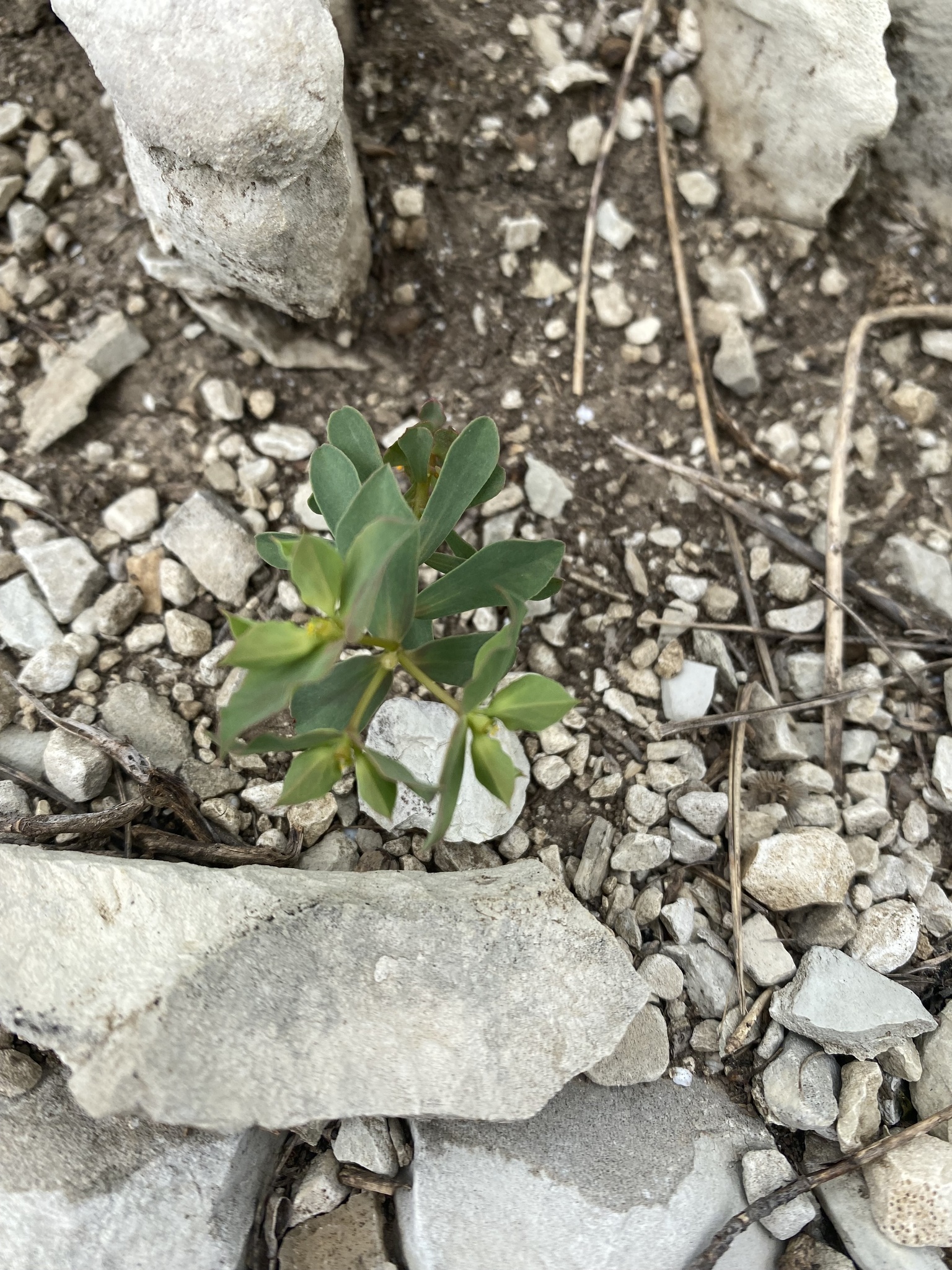 Euphorbia aulacosperma 3