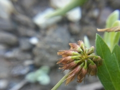 Trifolium gracilentum