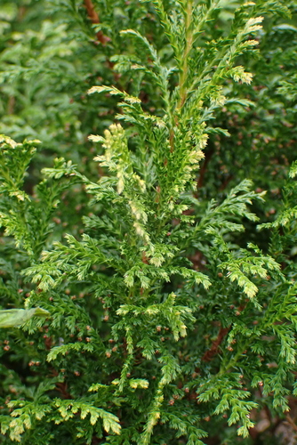 Juniperus chinensis, photograph 5