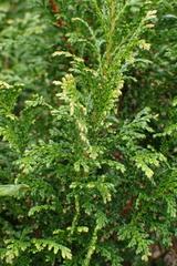 author not stated, no rights reserved Juniperus chinensis, photograph author not stated, no rights reserved
