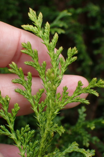 Juniperus chinensis, photograph 6