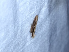 Hypatima spathota