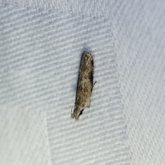 Hypatima
