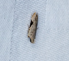 Hypatima verticosa