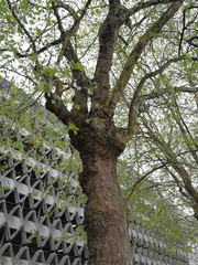 Platanus