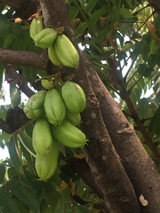 Averrhoa bilimbi