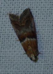 Acrobasis repandana