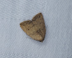 Anachrostis