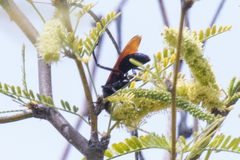 Pepsis pallidolimbata