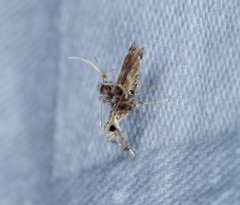 Ashibusa