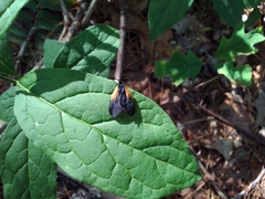 Pyromorpha dimidiata