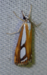 Catoptria