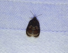 Cnesteboda celligera