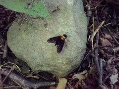 Chrysopilus davisi