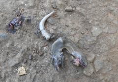 Leptosiaphos kilimensis