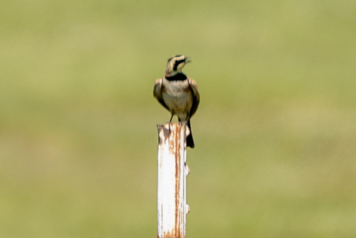 iNaturalist observation photo of Horned Lark