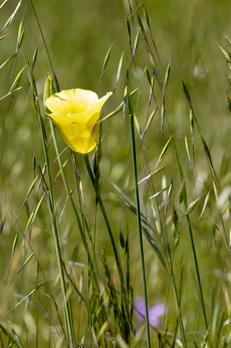 iNaturalist observation photo of Yellow Mariposa Lily