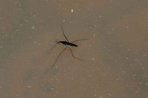 iNaturalist observation photo of North American Common Water Strider