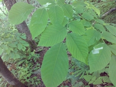 Cladrastis kentukea
