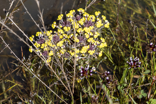 iNaturalist observation photo of butter-and-eggs