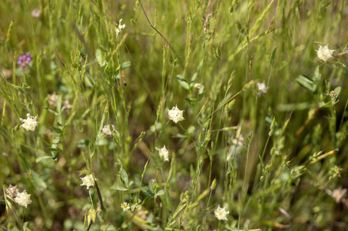 iNaturalist observation photo of cowbag clover