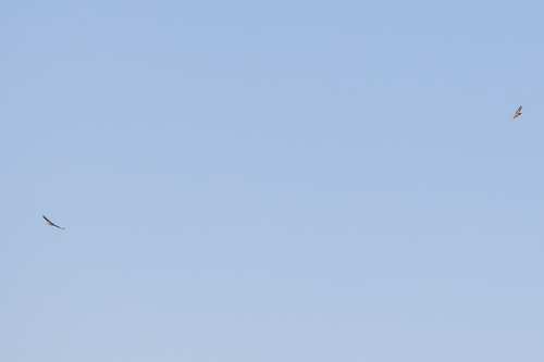 iNaturalist observation photo of Red-tailed Hawk