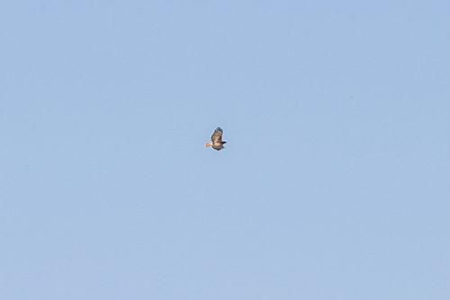 iNaturalist observation photo of Red-tailed Hawk