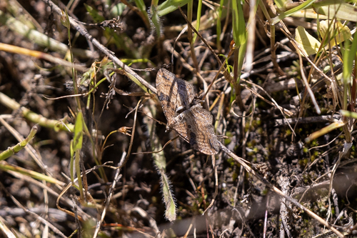 iNaturalist observation photo of Gem Moth