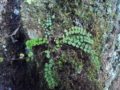 Asplenium trichomanes trichomanes