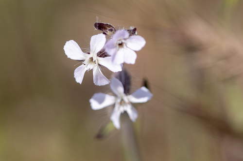 iNaturalist observation photo of Small-flowered Catchfly