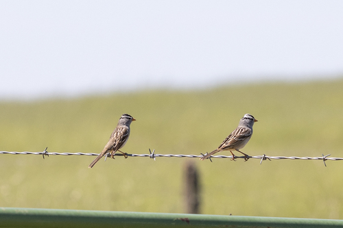 iNaturalist observation photo of White-crowned Sparrow