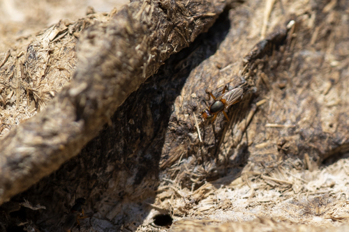 iNaturalist observation photo of Saltella sphondylii