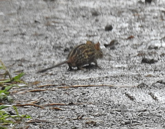 Lemniscomys striatus