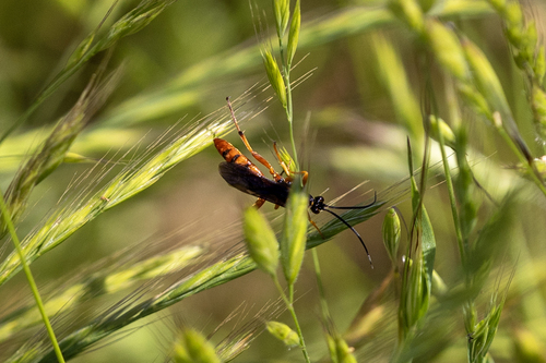 iNaturalist observation photo of Ichneumonid and Braconid Wasps
