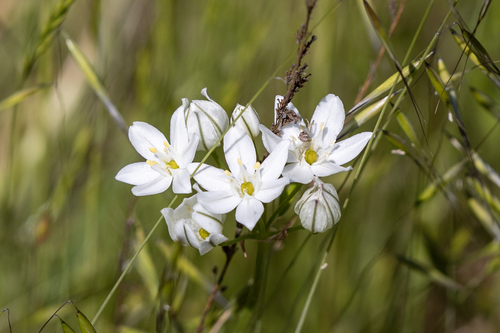 iNaturalist observation photo of white brodiaea